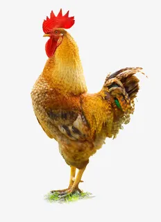 高傲的雄鸡免抠