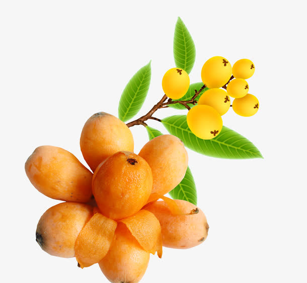 枇杷果实免抠