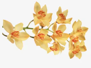 手绘绿色花朵树枝免抠