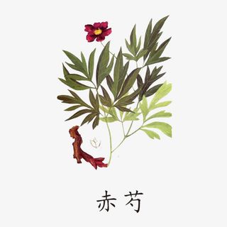 赤芍药材免抠