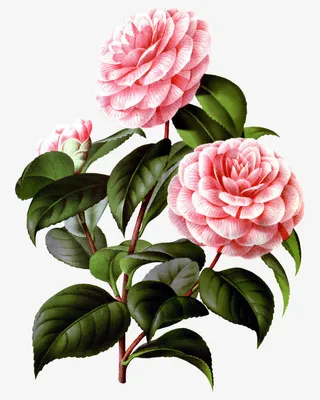 粉色的月季花免抠