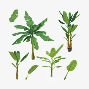 矢量手绘香蕉树免抠