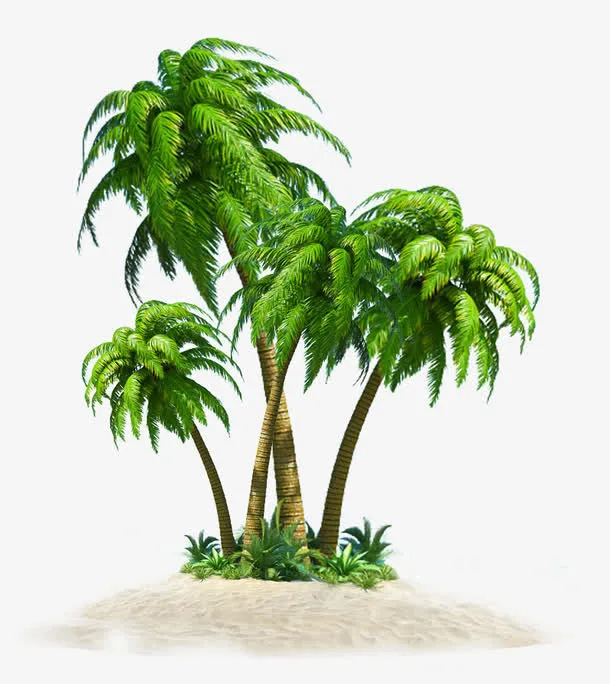 椰子树免抠