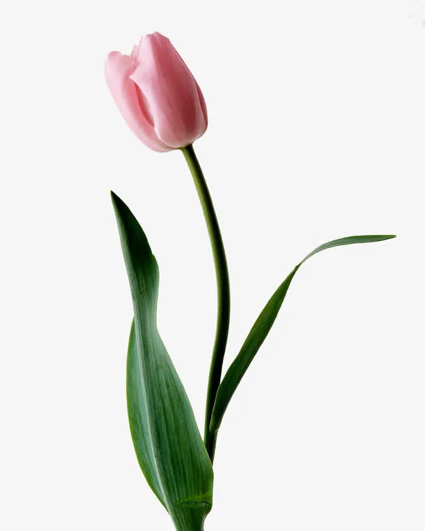 鲜花免抠
