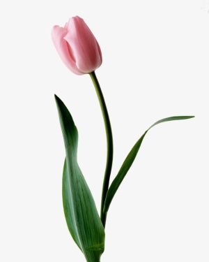 鲜花免抠