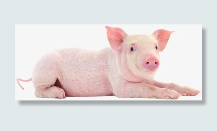 家养小猪 趴着免抠