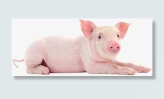 家养小猪 趴着免抠