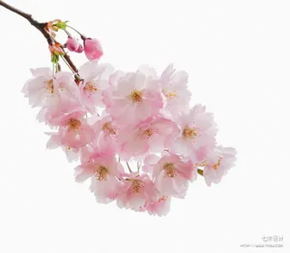 樱花PNG透明素材免抠