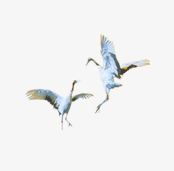白鹤免抠