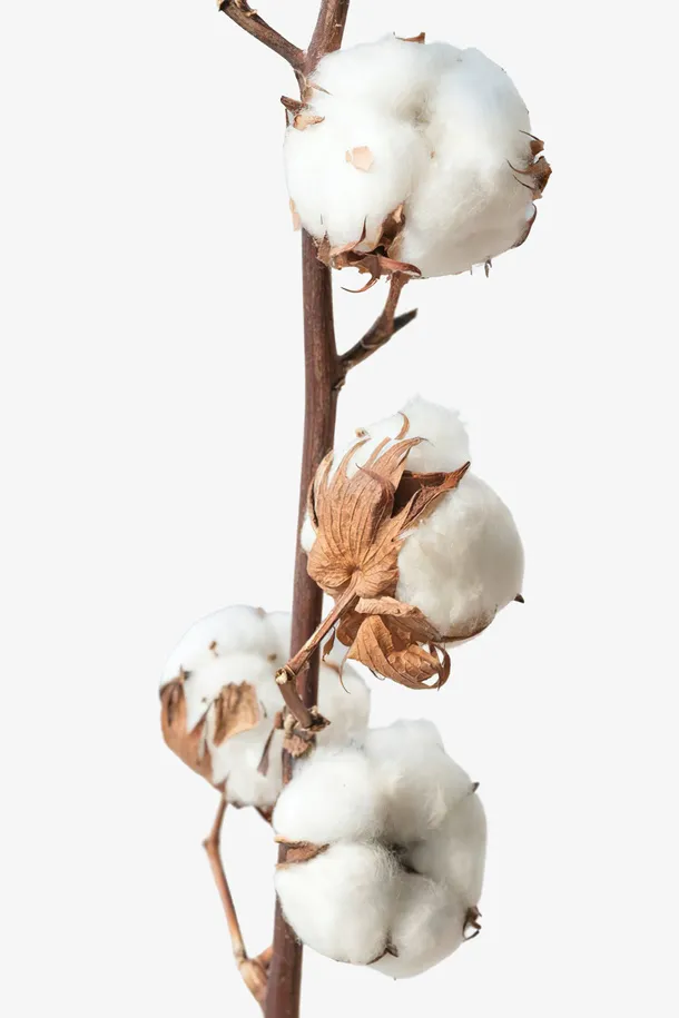 高清棉花素材免抠