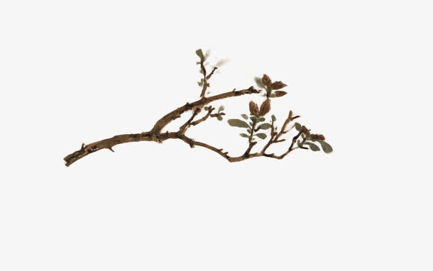 树枝树杈免抠
