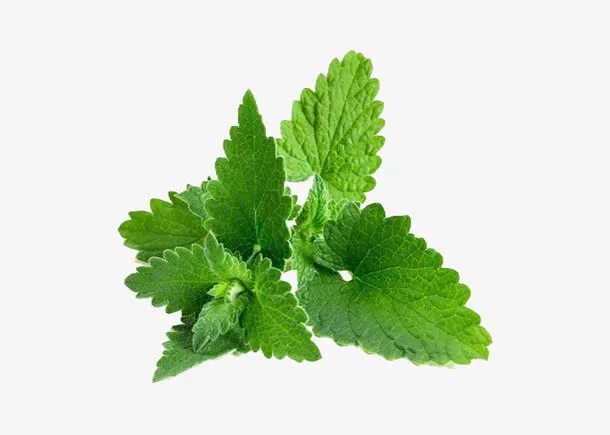 绿油油的香蜂草免抠