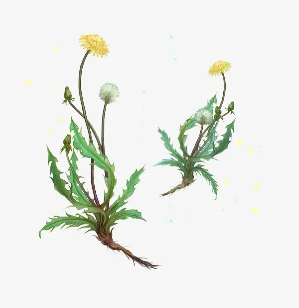 卡通手绘中草药素材免抠