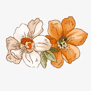 手绘白色牡丹免抠