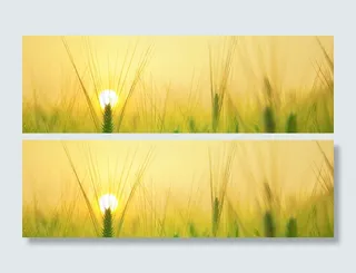 麦田日出背景高清