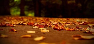 枫叶秋季背景高清