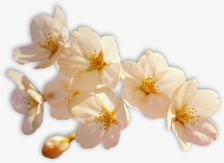 典雅梅花婚礼展架素材免抠