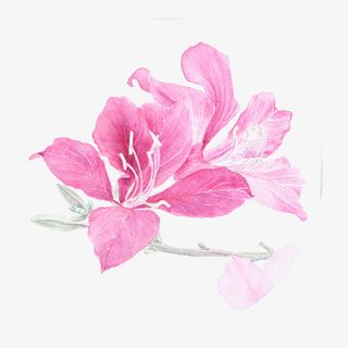 粉色小清新羊蹄甲免抠系列免抠