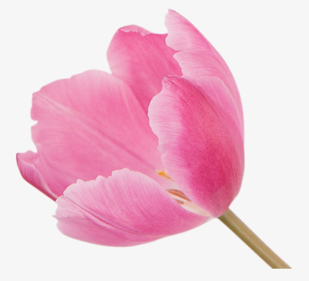 粉红色花春天花卉免抠