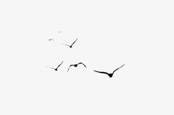 飞鸟00000000000免抠