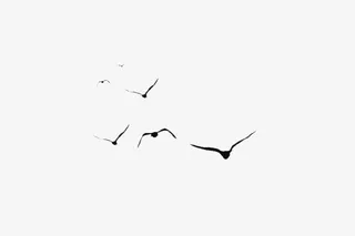 飞鸟00000000000免抠