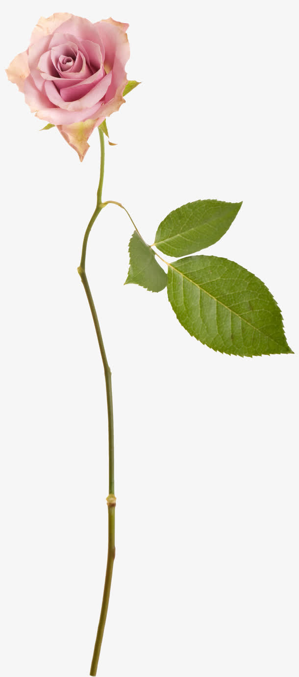 花枝免抠