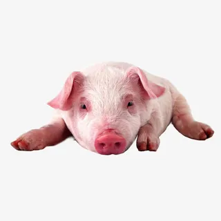 无动于衷的小猪免抠