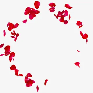 情人节红色玫瑰瓣飘零布景免抠