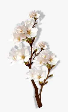 花 桃花 杏花免抠
