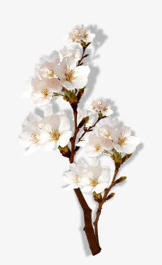 花 桃花 杏花免抠