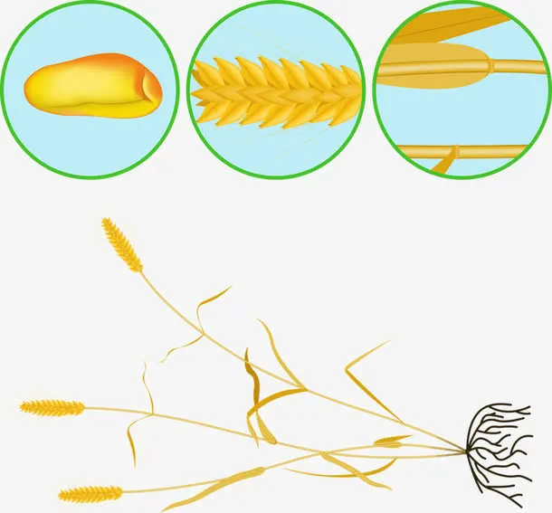 手绘麦子免抠