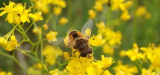 油菜花蜜蜂海报banner高清