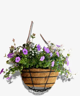 高清紫色花朵绿叶免抠