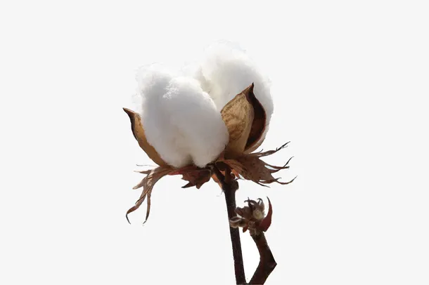 棉花,植物,花朵,服装,材质免抠