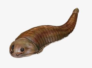 海洋生物素材图片免抠