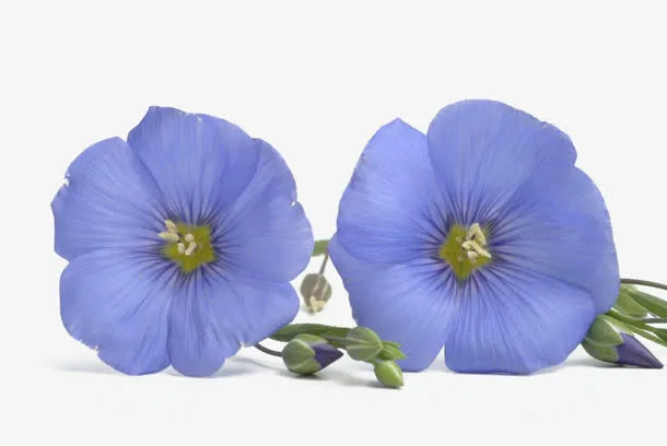 亚麻籽花免抠