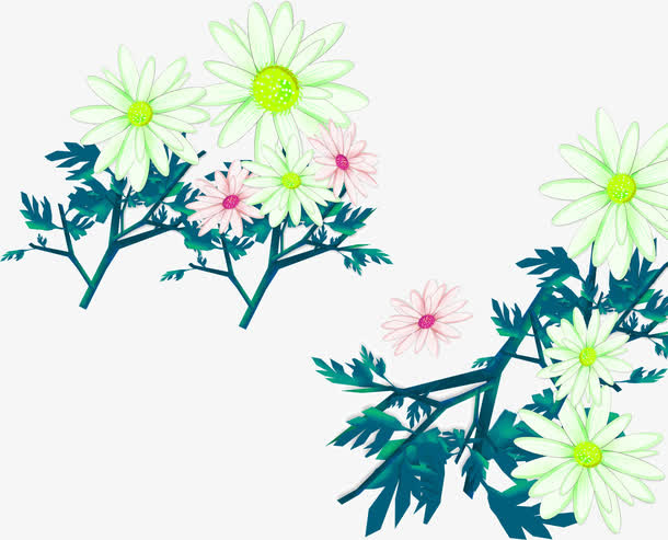 菊花免抠
