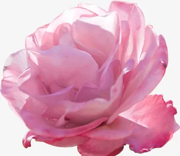 玫瑰花 大马士革 花瓣免抠