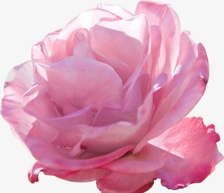 玫瑰花 大马士革 花瓣免抠