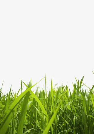 绿草免抠
