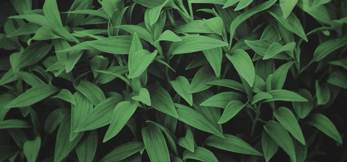 植物背景图高清
