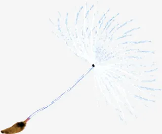 春天白色蒲公英种子装饰免抠