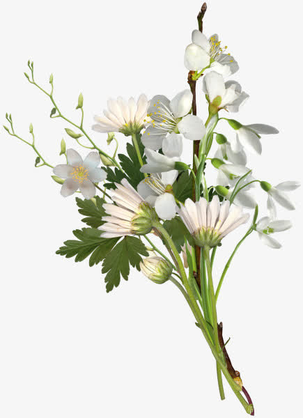 透明免抠花朵png素材免抠