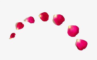 桃红色花瓣免抠