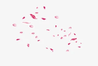 好看玫瑰花花瓣免抠