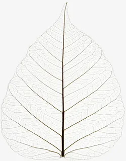 手绘的树叶免抠