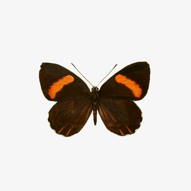 春天大型蝴蝶免抠