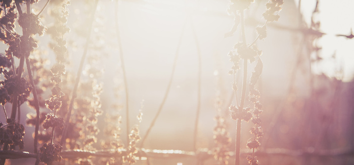 暖阳朦胧背景高清