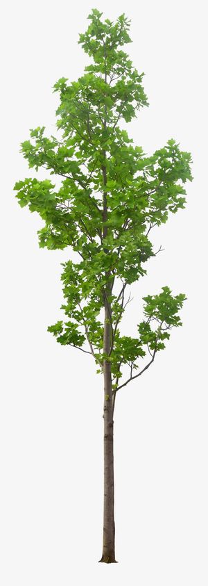 嫩绿色植物春意撩人免抠动植物植物元素