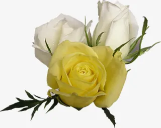 黄色春天分层玫瑰花朵免抠